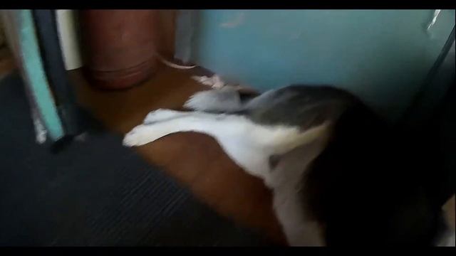 Боится Щекотки смотреть онлайн