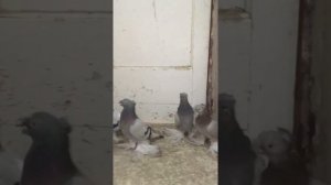 Узбекские двухчубые бойные голуби (уды)