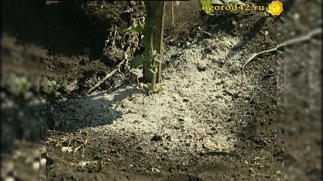 Не секретные подкормки для перца: зола и сброженный настой смотреть онлайн