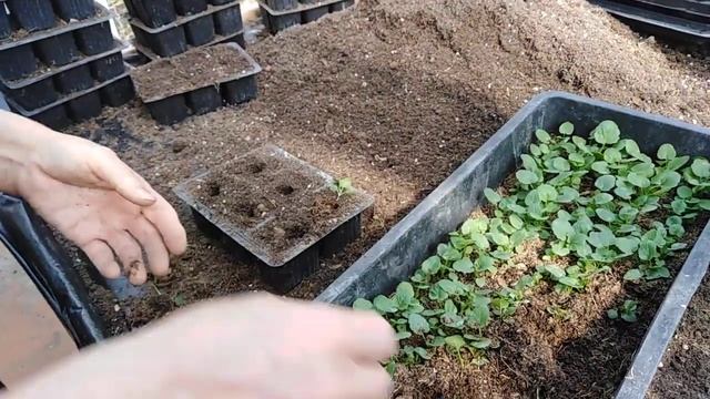 Пикировка виолы летнего посева! смотреть онлайн