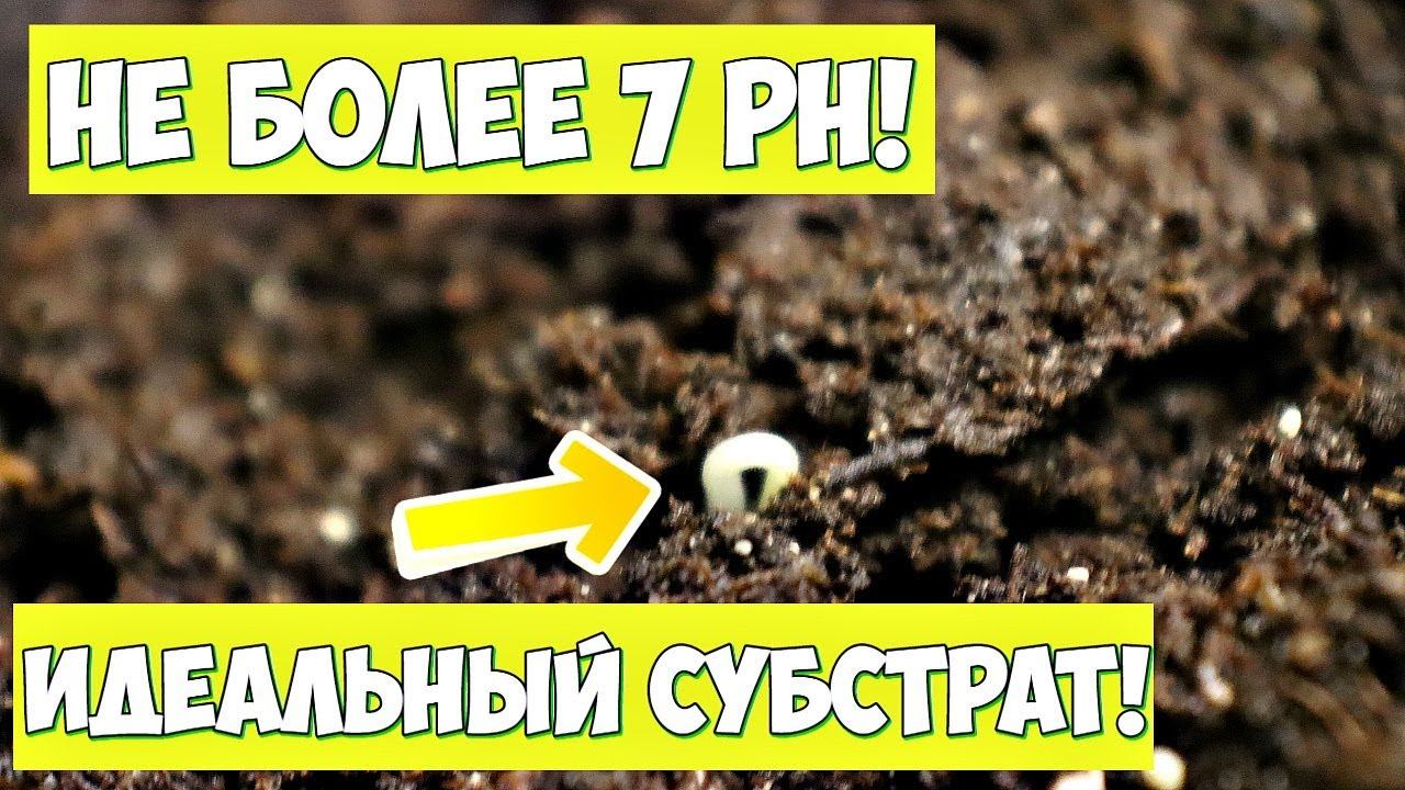 Подготовка грунта под рассаду перца! В какой грунт сажать перец на рассаду? смотреть онлайн