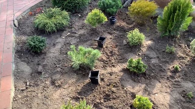 РЕКОНСТРУКЦИЯ ВТОРОЙ КЛУМБЫ, ПОСАДКА НОВЫХ РАСТЕНИЙ, МУЛЬЧИРОВАНИЕ ХВОЙНЫМ ОПАДОМ? смотреть онлайн