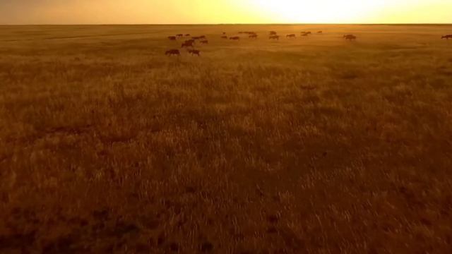 Гумаров Орынбек 10а класс - «Редкие и охраняемые представители фауны Бокейординского района» смотреть онлайн