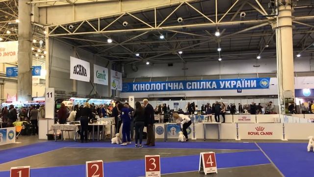 20.04.19 KYIV CACIB “ZOLOTI VOROTA” WHWT females intermedia смотреть онлайн