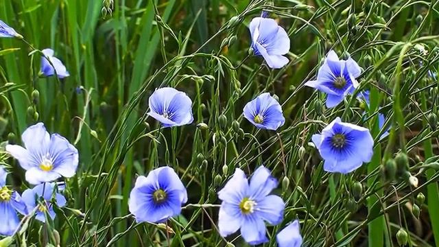 WONDERFUL WORLD #relaxing #Soothingmusic #beautifulnature спокойная музыка, красивая природа, птицы