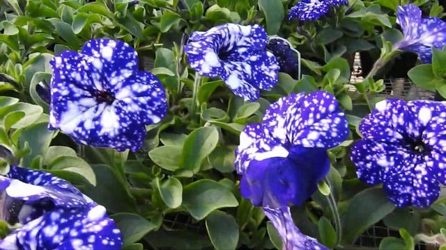 Night Sky petunias require moderate constant fertilization , iron as needed based on water quality смотреть онлайн