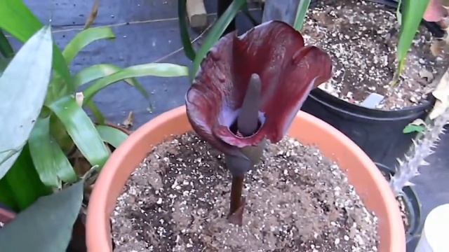 Amorphophallus mossambicensis flower смотреть онлайн