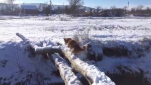 ОТКУДА ВЗЯЛСЯ МЕМ «ЭТО ФИАСКО БРАТАН 2017»