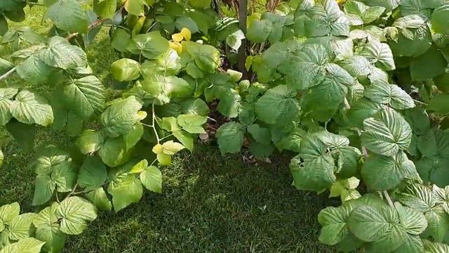 Малиновое дерево смотреть онлайн