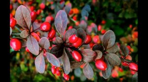 Берберин, Уровень холестерина, Работает ?