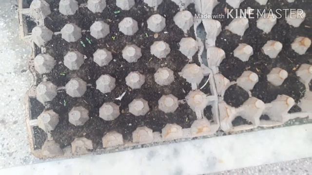 Winter Flowers Seedling🌹⚘🌷 सर्दियों  मे कौन कौन से फूल लगाएँ 🌻💐🌼🌺🍁