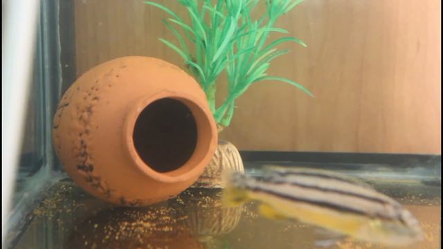 Выпуск мальков Melanochromis auratus смотреть онлайн