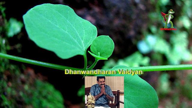 Vishnukranthi | വിഷ്ണുക്രാന്തി | Evolvulus alsinoides Swasthya Samvaad | Mixed Kerala | Discussion смотреть онлайн