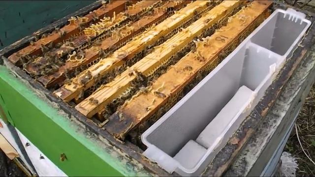 ошибки пчеловода - формирование весенних отводков - часть 2 - отсаживаю плодную матку в отводок смотреть онлайн