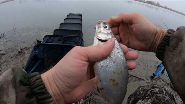 ОТКРЫТИЕ ЗИМНЕГО СЕЗОНА. ЛОВЛЯ ФИДЕРОМ НА ОТКРЫТОЙ ВОДЕ.И ОТДЫХ ОТЛИЧНЫЙ И РЫБУ УВИДЕЛИ.Х.Рогожкино. смотреть онлайн