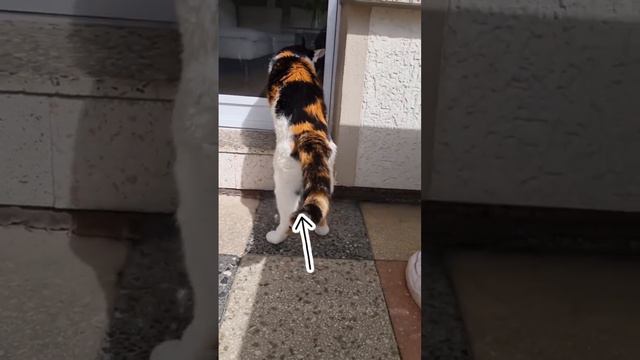 Еще никогда Штирлиц не был так близко к провалу смотреть онлайн