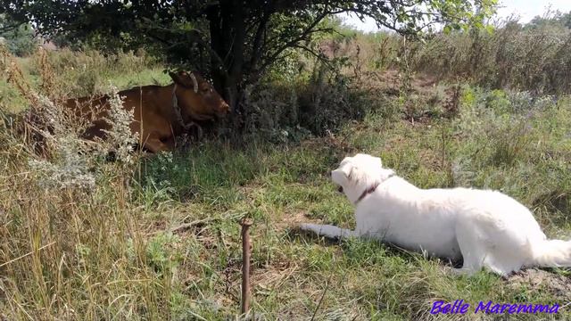 Belle Maremma Meets A Cow Continued. Белль Маремма знакомится с коровой продолжение