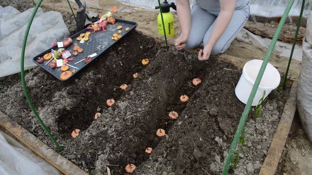Посадка гладиолусов в открытый грунт