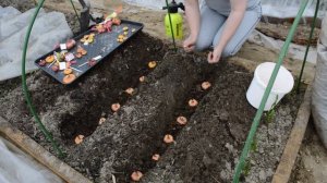 Посадка гладиолусов в открытый грунт