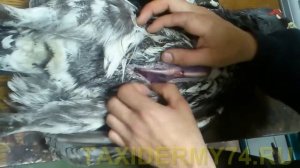 Первый Видеоурок по таксидермии птиц: изготовление изделия Чучело глухаря