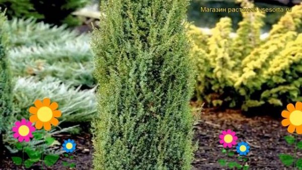 Можжевельник обыкновенный Арнольд. Краткий обзор, описание характеристик juniperus communis Arnold