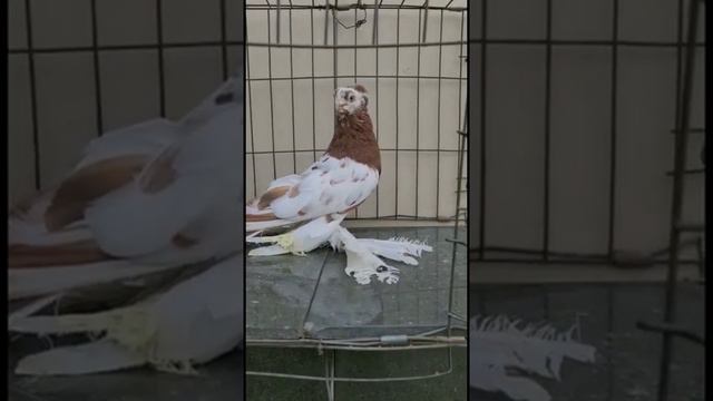 Богатый Ержан Алма-ата. Двухчубые голуби. Tauben. Pigeons. Palomas. Pombos. 비둘기. کبوترها. الحمائم.