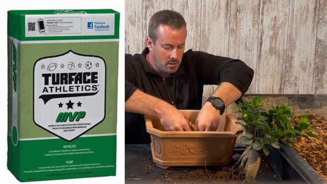 HOW TO REPOT A FICUS GINSENG BONSAI смотреть онлайн