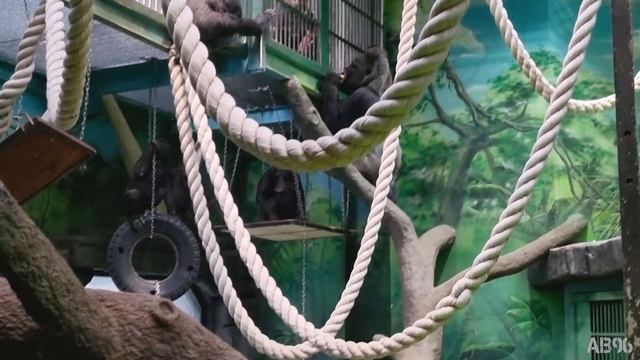 Кормление равнинных горилл в Московском зоопарке | Feeding gorillas in Moscow zoo смотреть онлайн