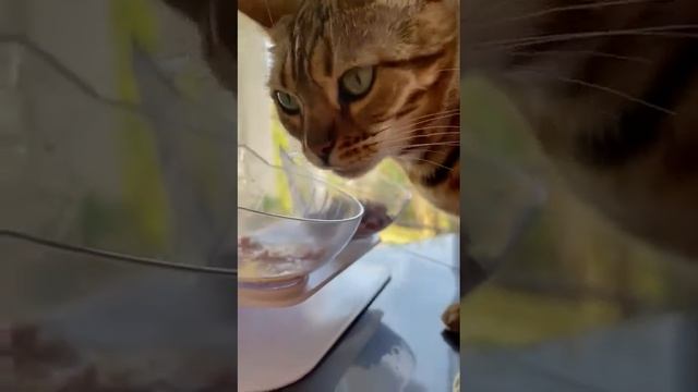 Первый раз вижу.Киса ест суп.40 грамм.