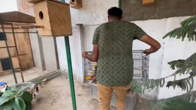 itne Sary Parindy Ek Sath Agaiy ? смотреть онлайн