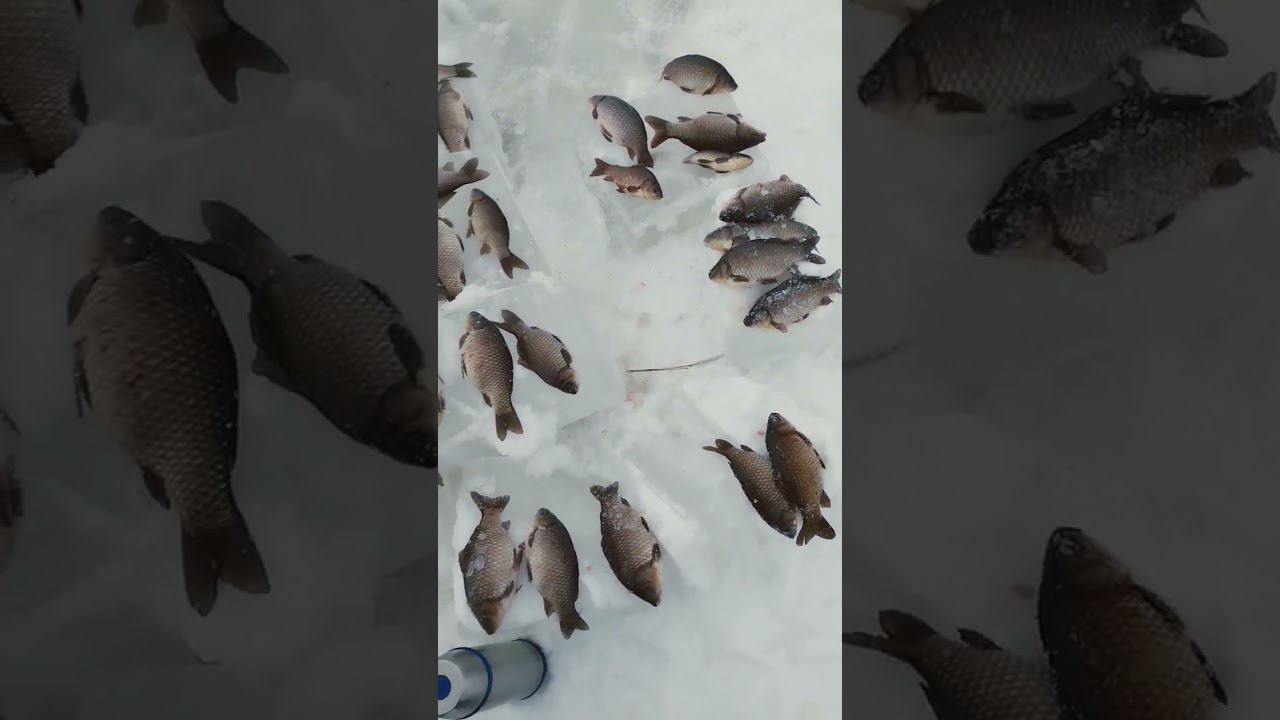 рыбалка на карася 2024 смотреть онлайн