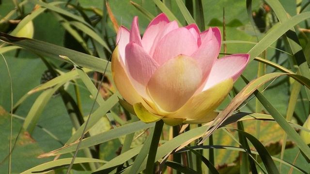 Экспедиция. Озеро БАМ (Новороссийск) смотреть онлайн