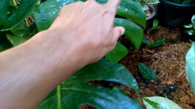 Secret Ingredient for my Houseplants/Garden Practice for Monstera deliciosa by Joe Plantito смотреть онлайн