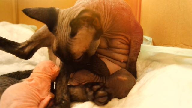 НОВОРОЖДЕННЫЕ СФИНКСЫ / АЛИСОЧКА РОДИЛА ❤❤❤ смотреть онлайн