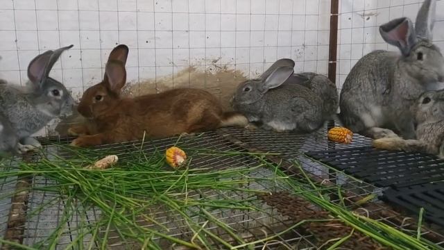Чем кормить кролика для быстрого набора веса ?//Жизнь в деревне!!! смотреть онлайн