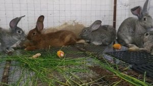 Чем кормить кролика для быстрого набора веса ?//Жизнь в деревне!!!