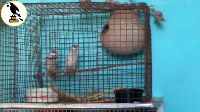 Silver Java Breeding Pair Available Location Diu Gujarat Delivery Available смотреть онлайн