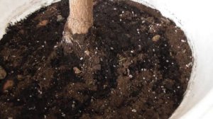 Манго в домашних условиях - обрезка и формирование