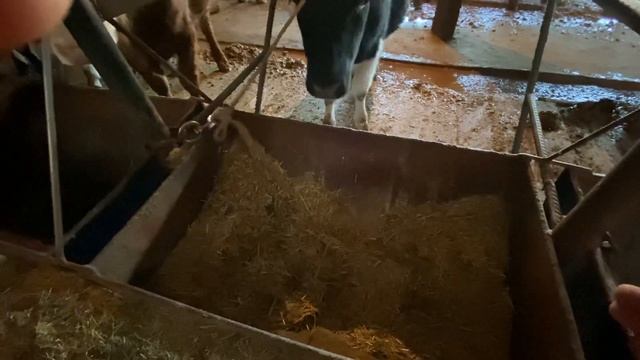 Процесс кормления бычков в откорме смотреть онлайн