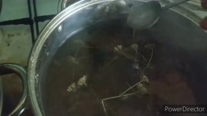 Сироп для пчел. Рецепт  на лекарственных травах.