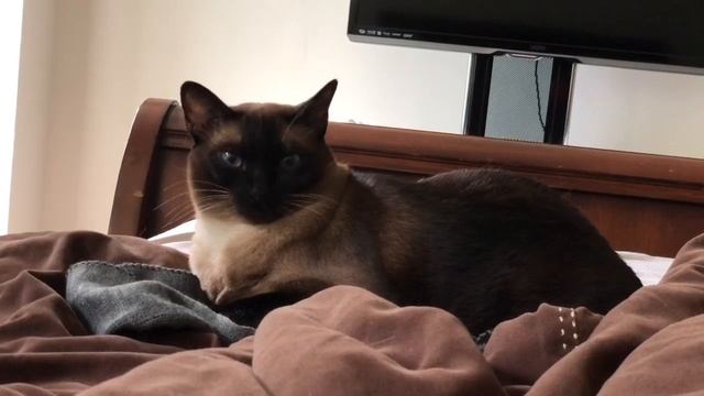 ПЕРВЫЕ ТРЕБОВАНИЯ ^..^= СИАМСКИЕ КОШКИ смотреть онлайн