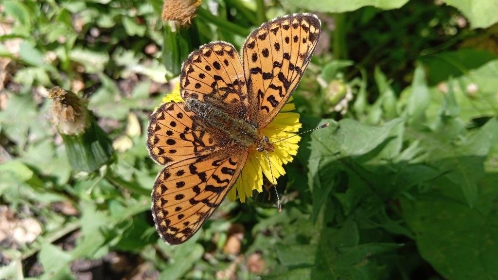 Бабочка. Перламутровка селена ( Clossiana selene ) смотреть онлайн