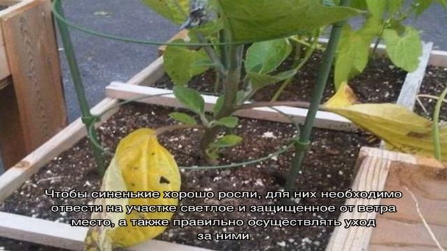 Пожелтение листвы у баклажан — причины и меры борьбы с ним смотреть онлайн