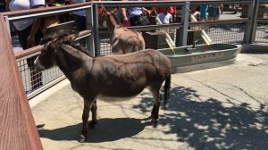 Экскурсия в самый крупный зоопарк Нью-Йорка - BRONX ZOO