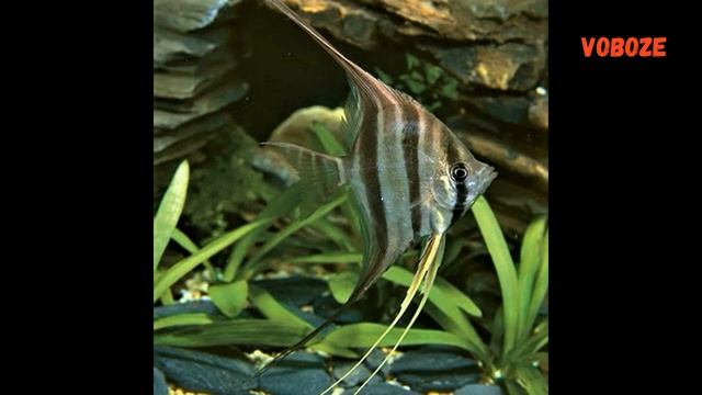 Скалярии Альтум в аквариуме. Содержание, разведение, совместимость, чем кормить смотреть онлайн