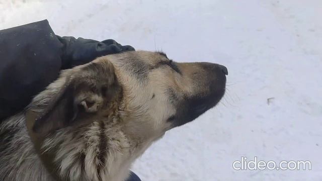 Почему люди выбрасывают овчарок? Добро пожаловать в приют, Найда... смотреть онлайн