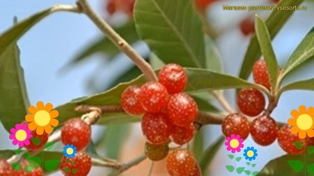 Лох зонтичный Поинтила Аморосо. Краткий обзор, описание elaeagnus umbellata Pointilla Amoroso смотреть онлайн