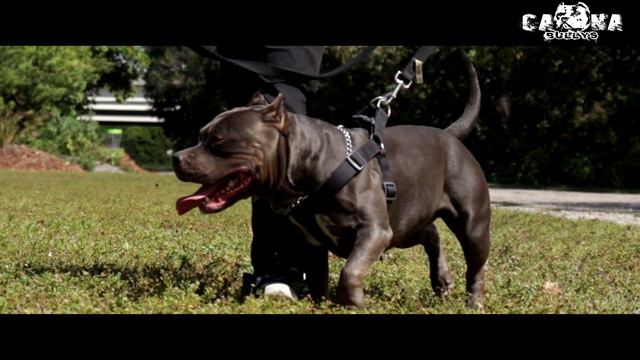 American Bully - SUPER CLEAN | Blue Ghost Tri Shemale - Breeder's Pride @CaonaBullys смотреть онлайн
