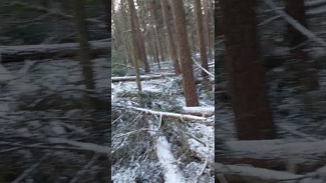 В лесу срубили оооочень много деревьев.2 смотреть онлайн