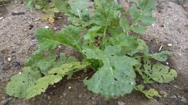 дача. вредители. крестоцветная блошка